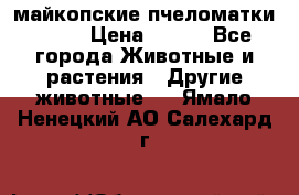  майкопские пчеломатки F-1  › Цена ­ 800 - Все города Животные и растения » Другие животные   . Ямало-Ненецкий АО,Салехард г.